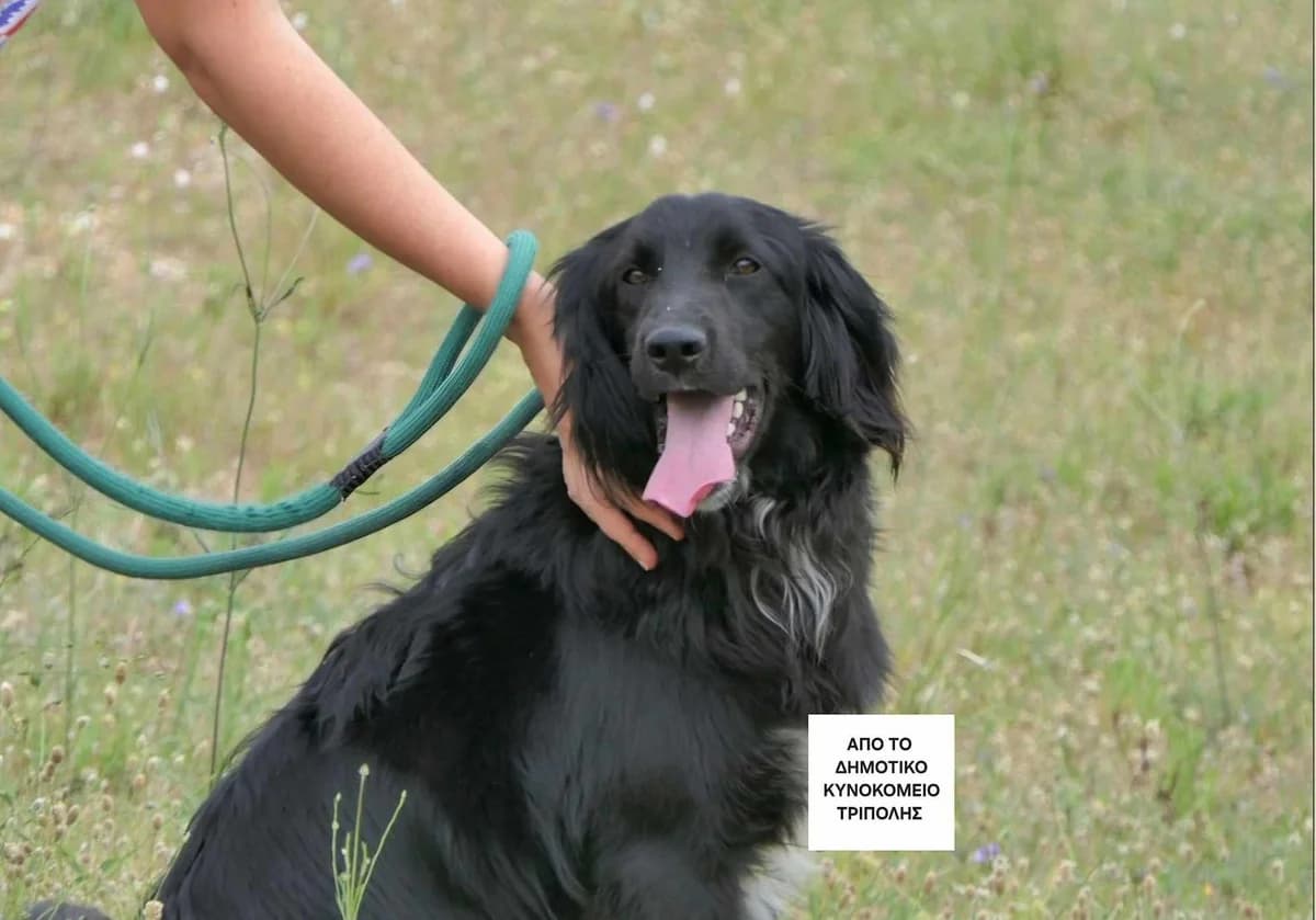 Hermes, male Mixed Breed for adoption at Save a Greek Stray, Metsovo