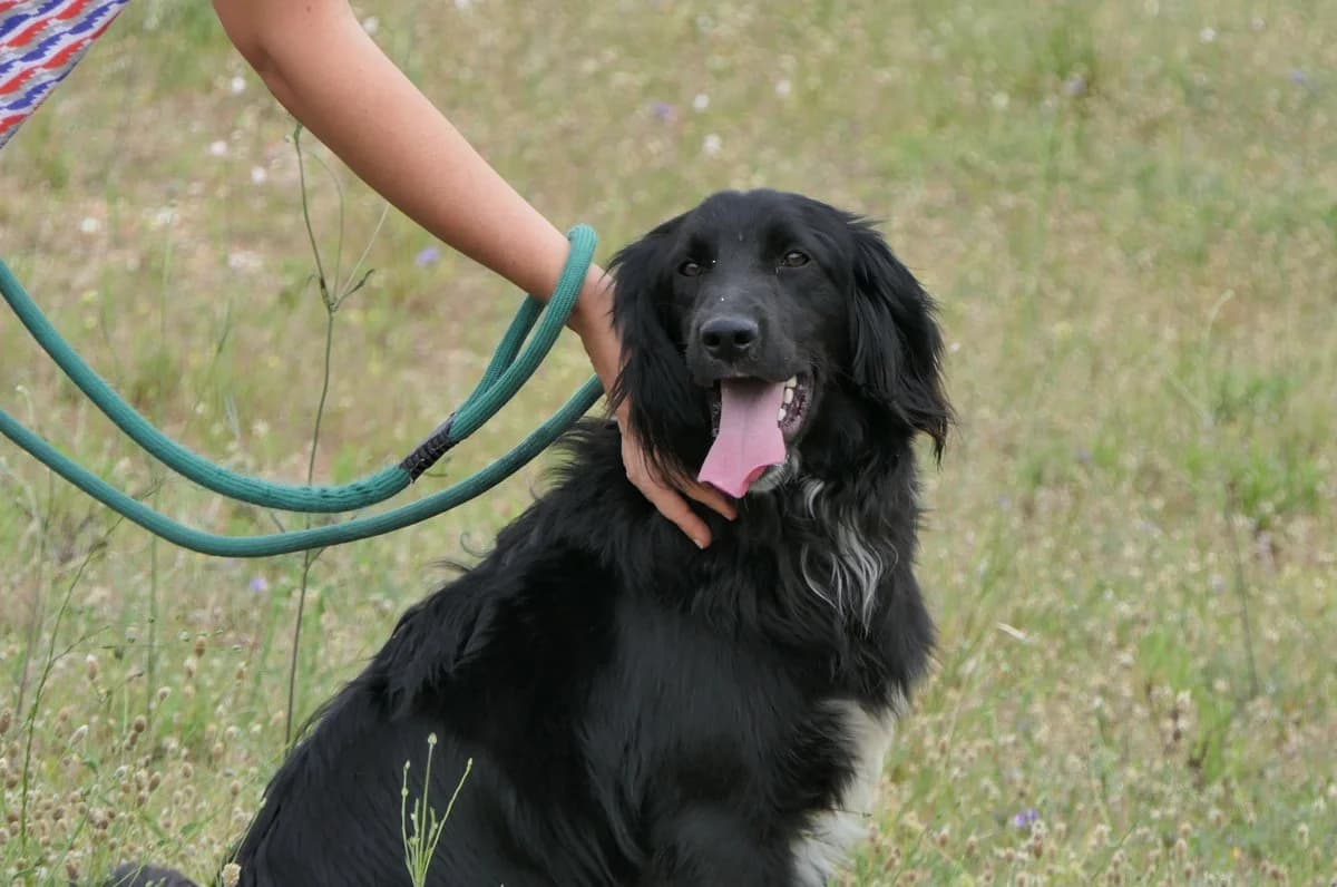 Hermes, male Mixed Breed for adoption at Save a Greek Stray, Metsovo — photo 2 of 27