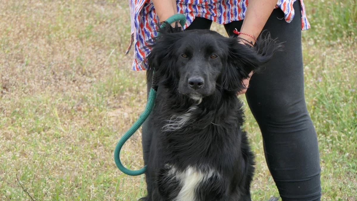 Hermes, male Mixed Breed for adoption at Save a Greek Stray, Metsovo — photo 4 of 27