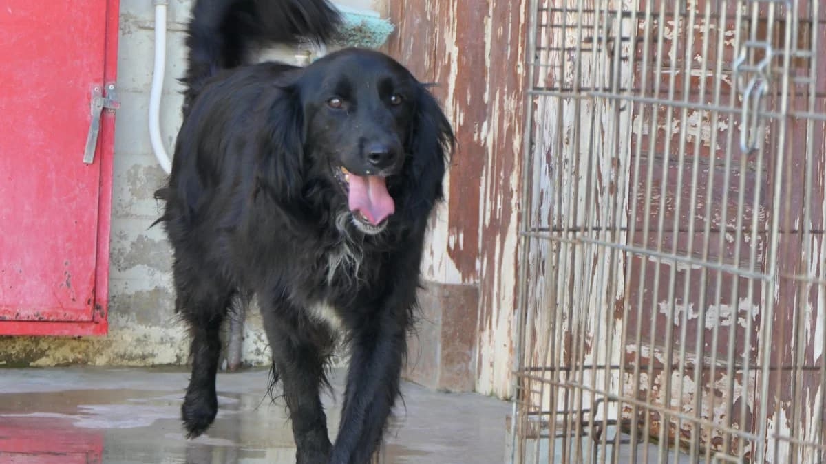 Hermes, male Mixed Breed for adoption at Save a Greek Stray, Metsovo — photo 5 of 27