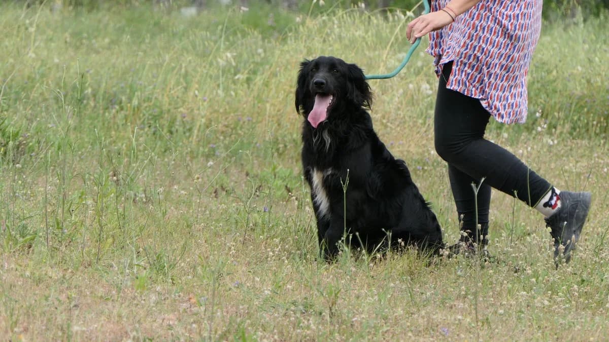 Hermes, male Mixed Breed for adoption at Save a Greek Stray, Metsovo — photo 6 of 27