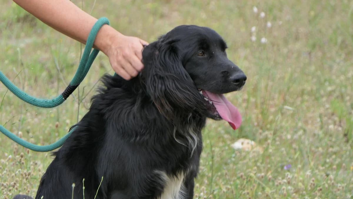 Hermes, male Mixed Breed for adoption at Save a Greek Stray, Metsovo — photo 7 of 27