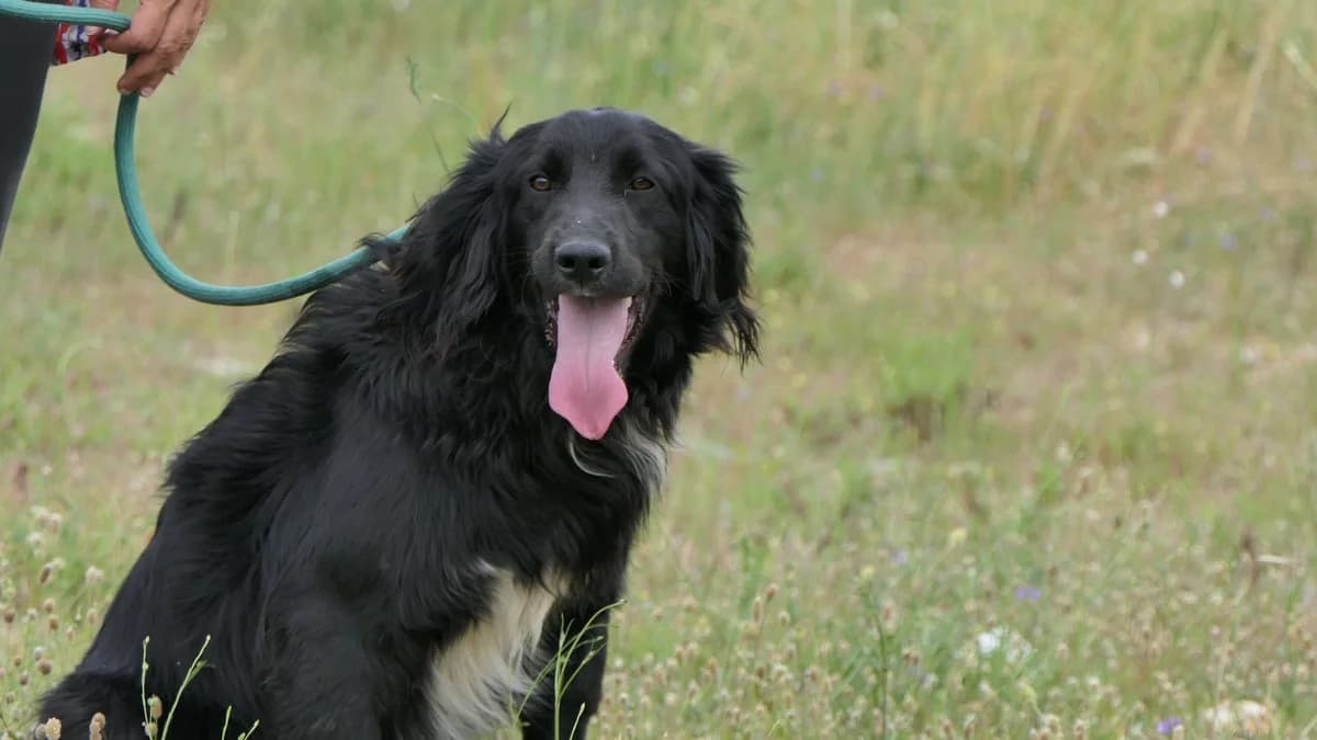 Hermes, male Mixed Breed for adoption at Save a Greek Stray, Metsovo — photo 8 of 27