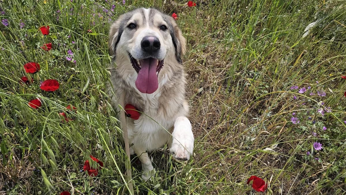 lysimachus, male Mixed Breed for adoption at Save a Greek Stray, Metsovo