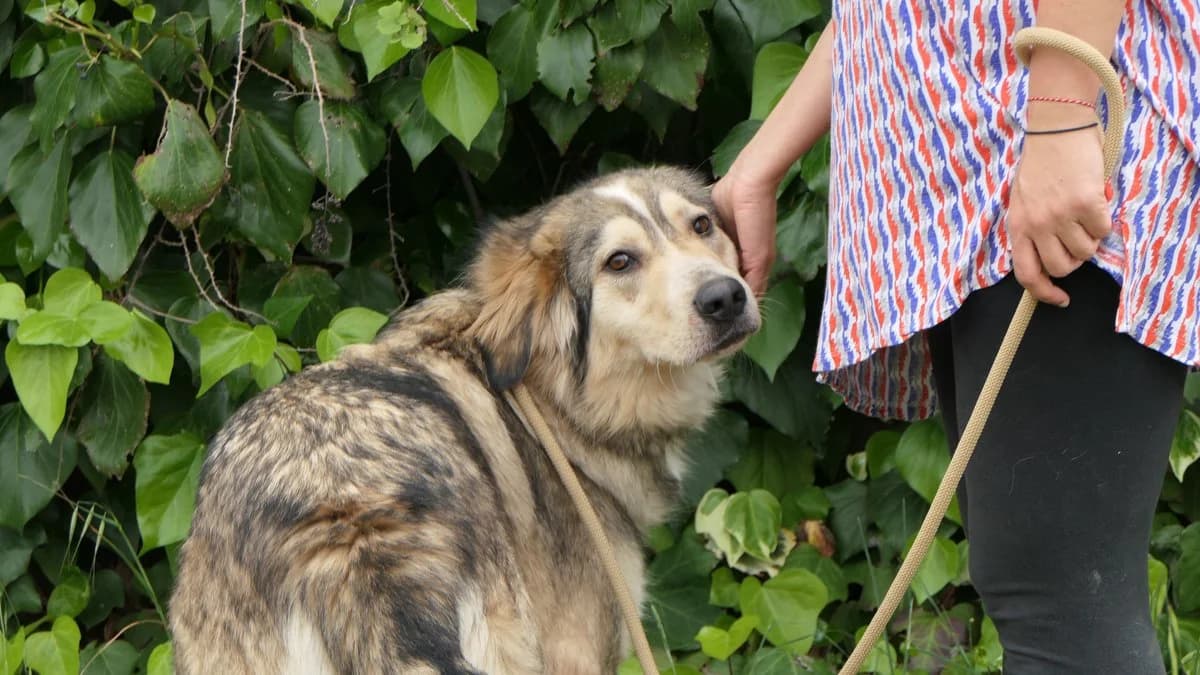 lysimachus, male Mixed Breed for adoption at Save a Greek Stray, Metsovo — photo 2 of 39