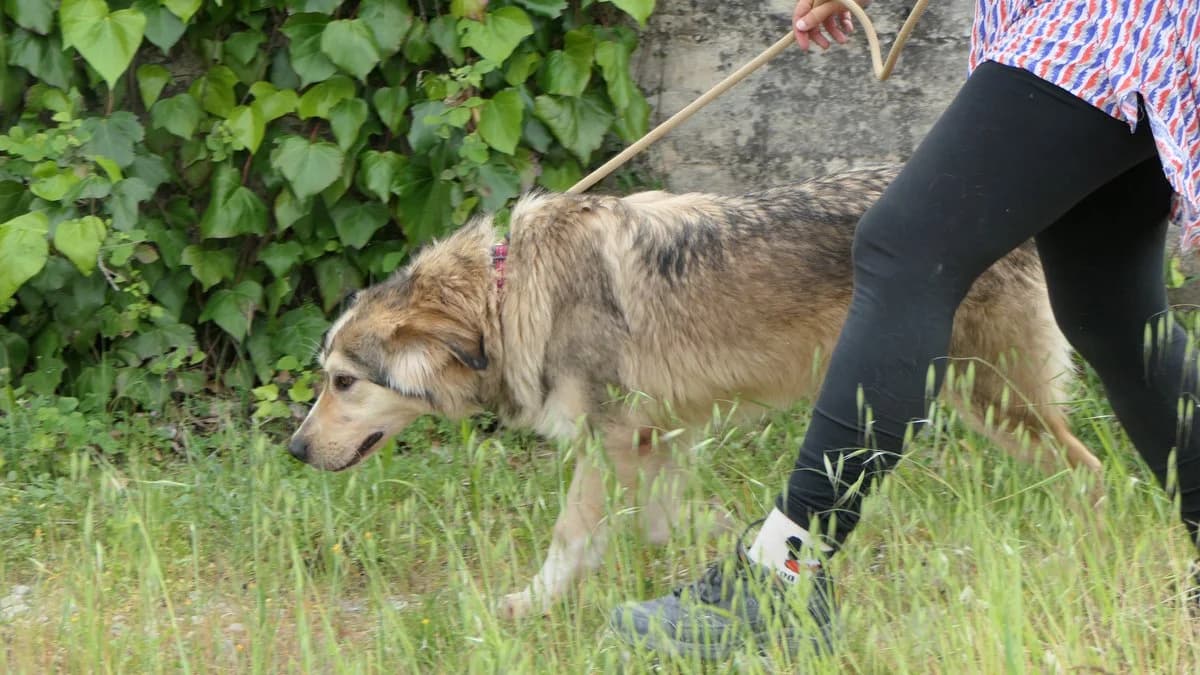lysimachus, male Mixed Breed for adoption at Save a Greek Stray, Metsovo — photo 3 of 39