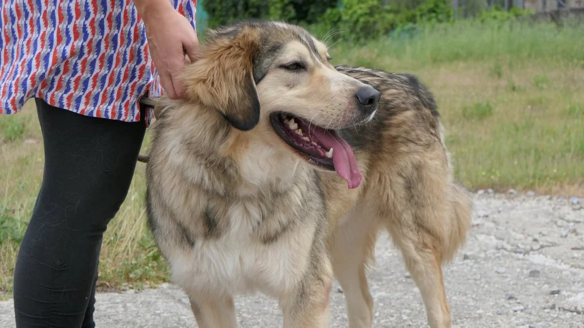 lysimachus, male Mixed Breed for adoption at Save a Greek Stray, Metsovo — photo 4 of 39