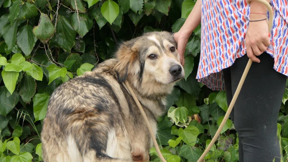 lysimachus, male Mixed Breed for adoption at Save a Greek Stray, Metsovo — photo 5 of 39
