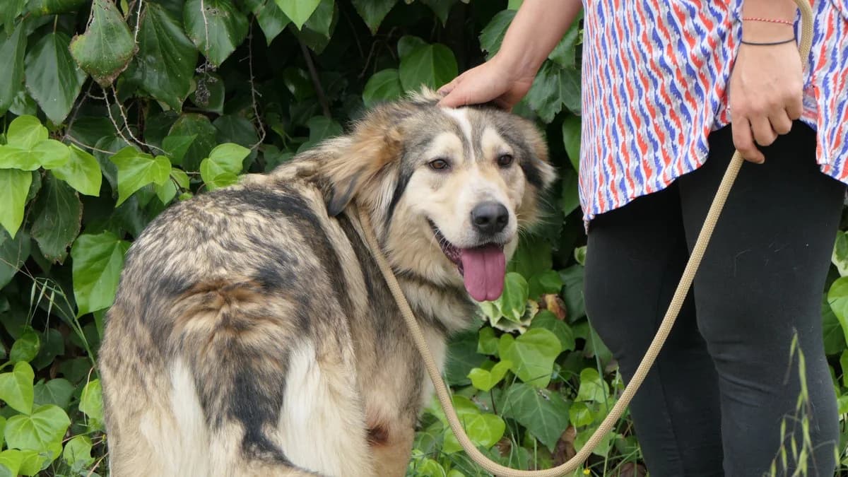 lysimachus, male Mixed Breed for adoption at Save a Greek Stray, Metsovo — photo 6 of 39