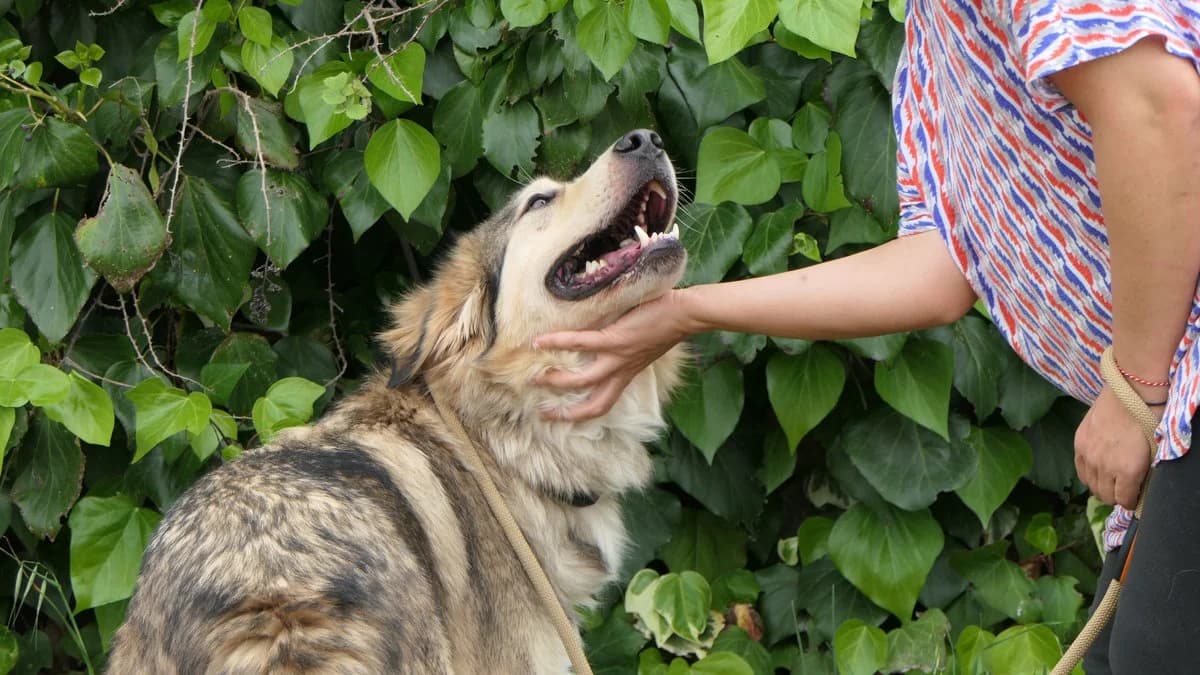 lysimachus, male Mixed Breed for adoption at Save a Greek Stray, Metsovo — photo 7 of 39