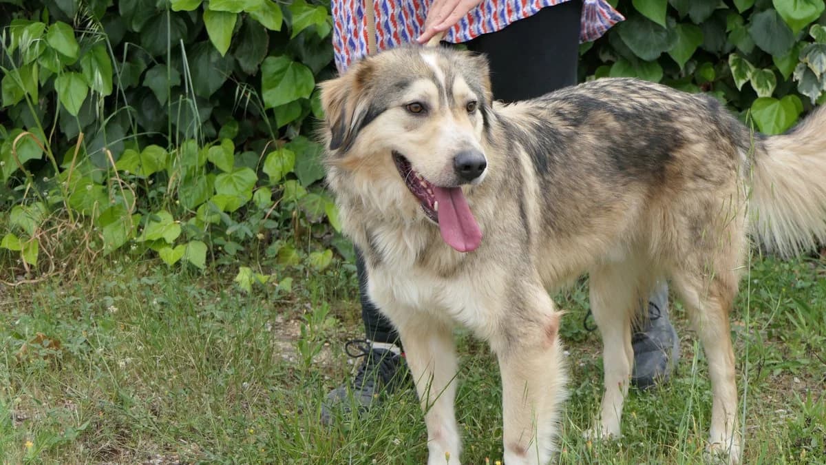 lysimachus, male Mixed Breed for adoption at Save a Greek Stray, Metsovo — photo 8 of 39