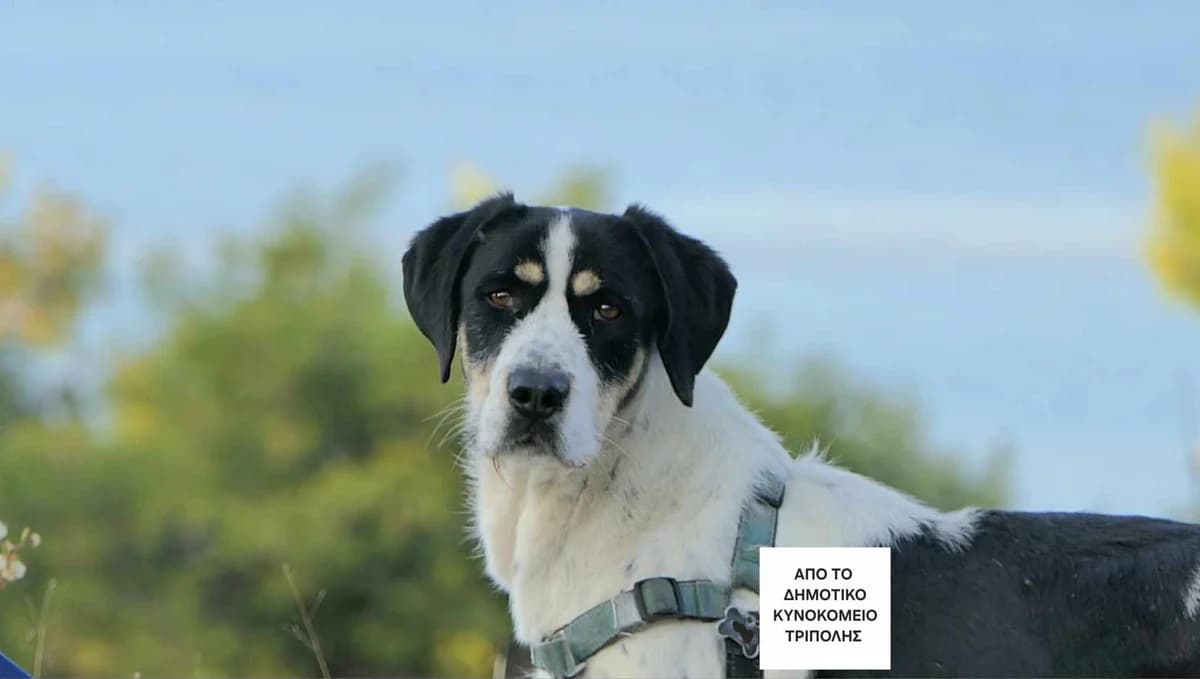 Cosmo,  (Save a Greek Stray)