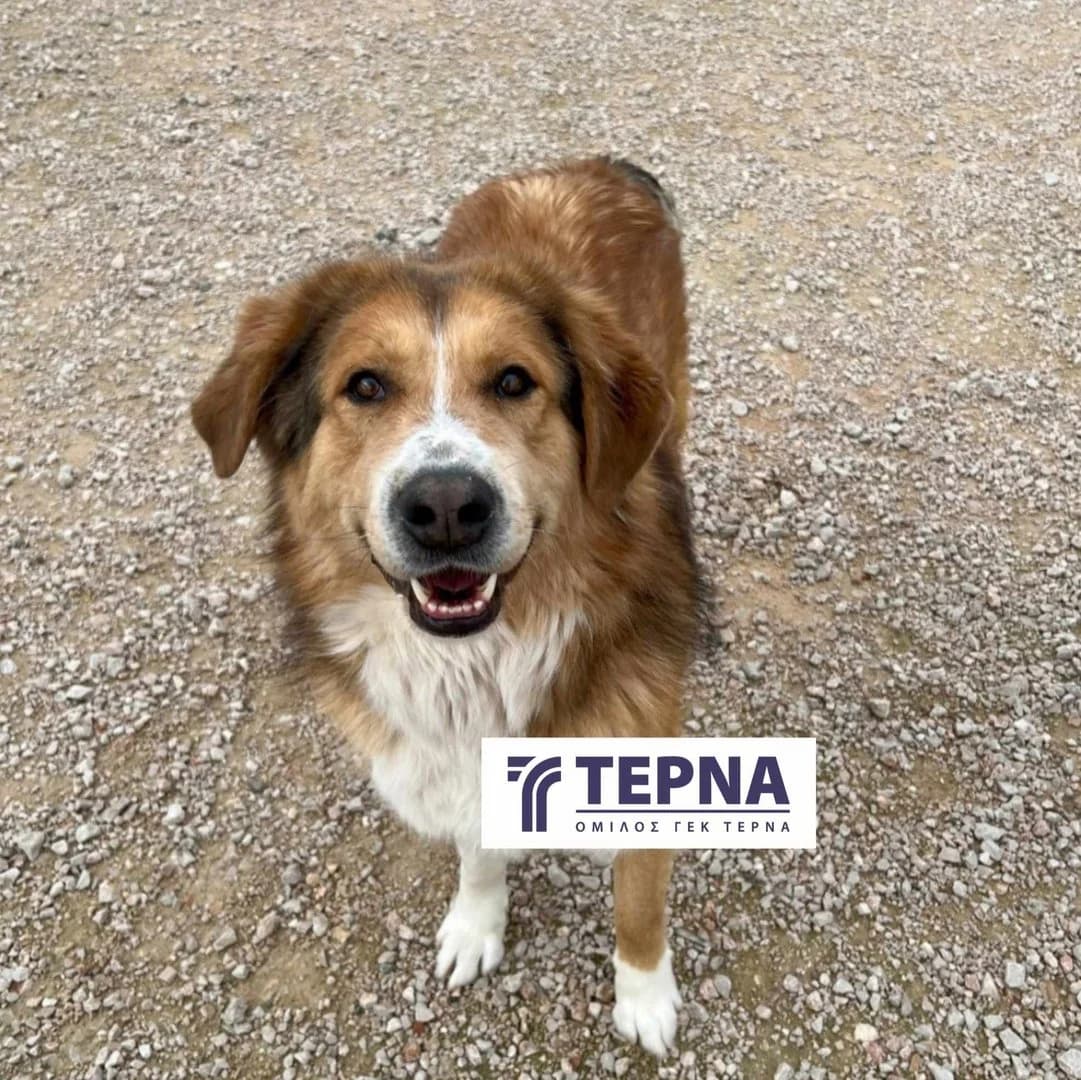 Bruno, male 5yo Mixed Breed for adoption at Save a Greek Stray, Metsovo
