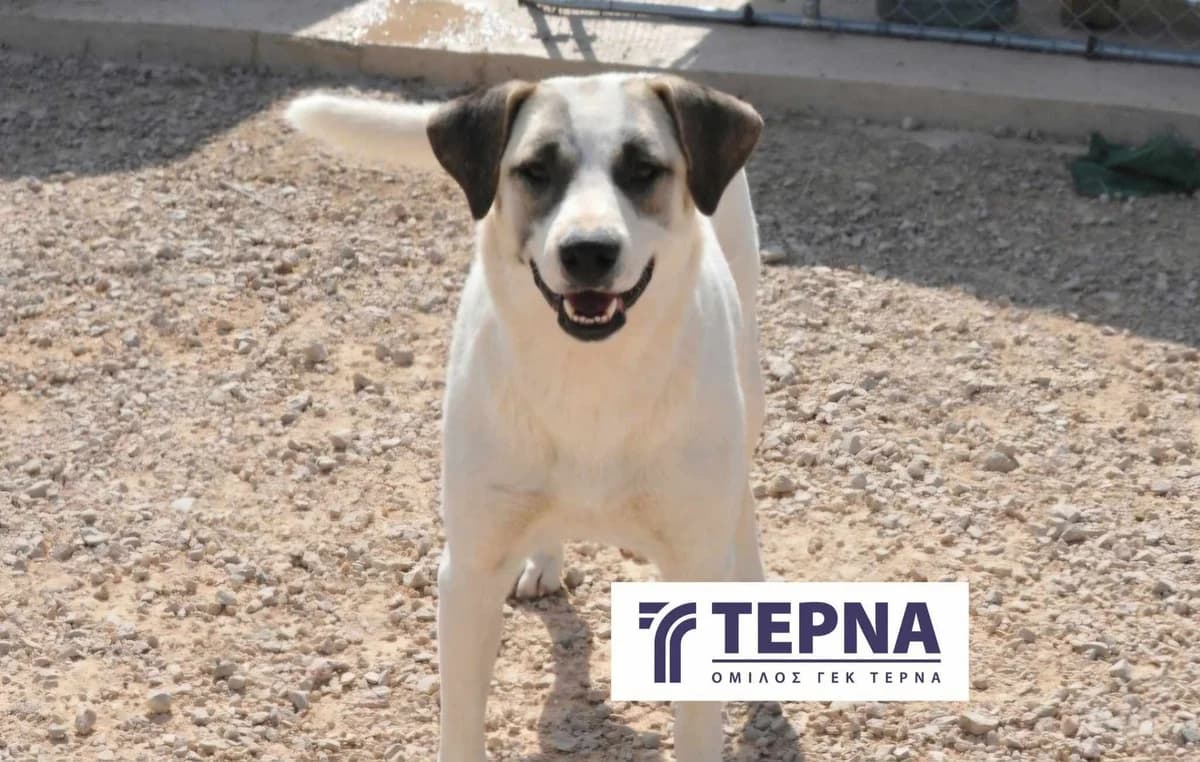 Lizie, Mixed Breed (Save a Greek Stray)