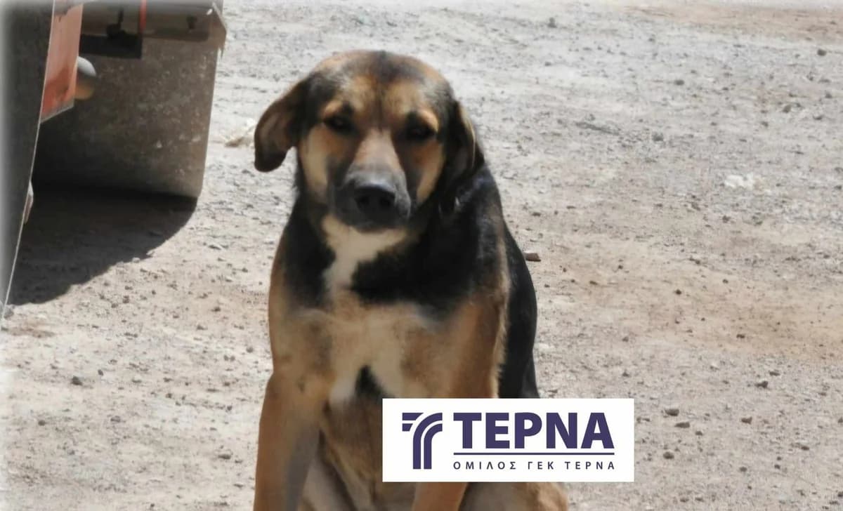 Bella, Mixed Breed (Save a Greek Stray)