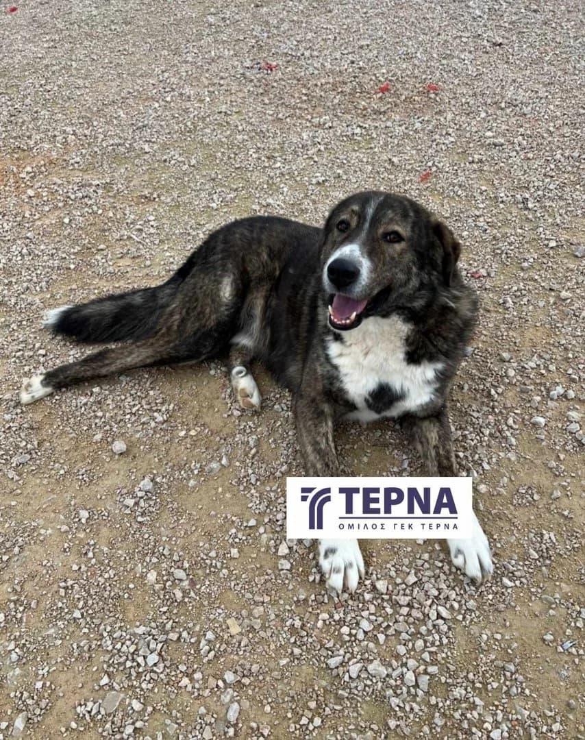 Thor, male Mixed Breed for adoption at Save a Greek Stray, Metsovo