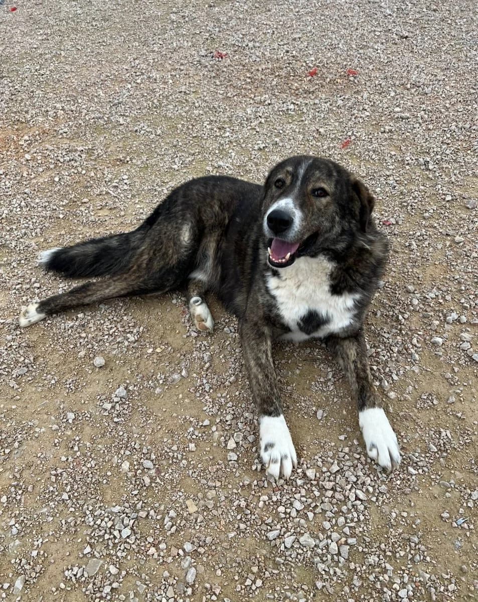 Thor, male Mixed Breed for adoption at Save a Greek Stray, Metsovo — photo 2 of 9