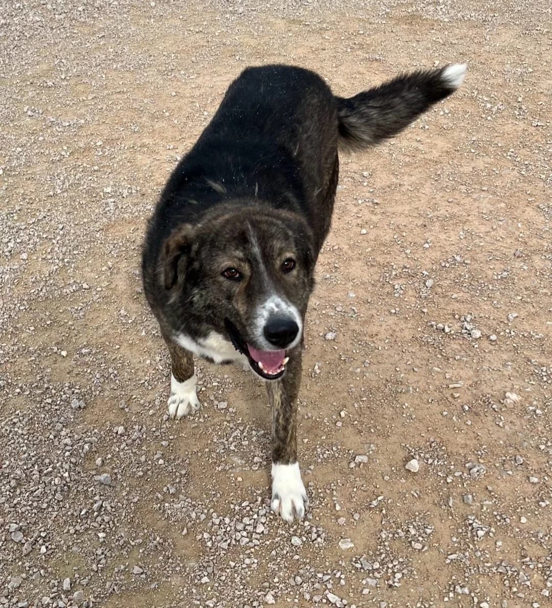 Thor, male Mixed Breed for adoption at Save a Greek Stray, Metsovo — photo 3 of 9