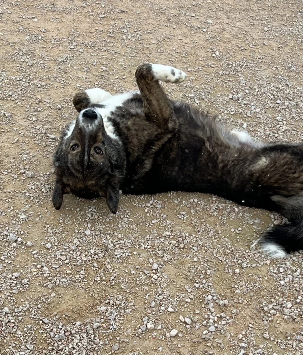 Thor, male Mixed Breed for adoption at Save a Greek Stray, Metsovo — photo 4 of 9