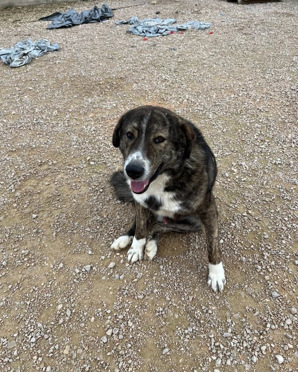 Thor, male Mixed Breed for adoption at Save a Greek Stray, Metsovo — photo 5 of 9