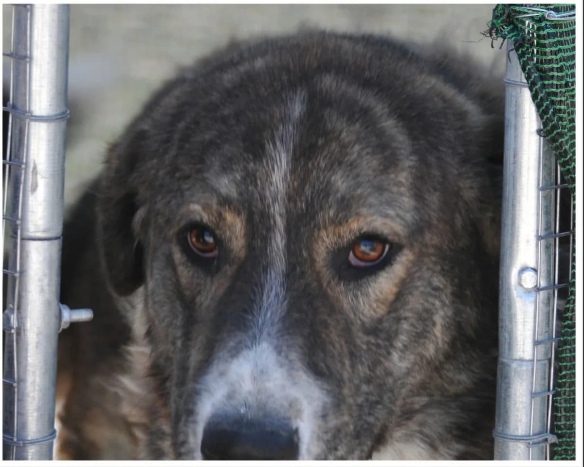 Thor, male Mixed Breed for adoption at Save a Greek Stray, Metsovo — photo 6 of 9