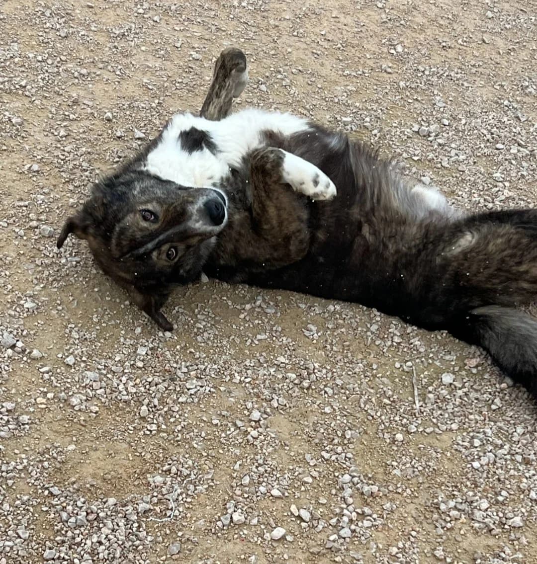 Thor, male Mixed Breed for adoption at Save a Greek Stray, Metsovo — photo 7 of 9