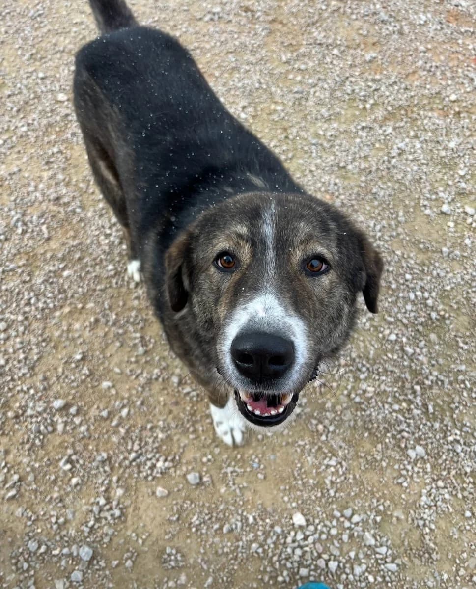 Thor, male Mixed Breed for adoption at Save a Greek Stray, Metsovo — photo 8 of 9