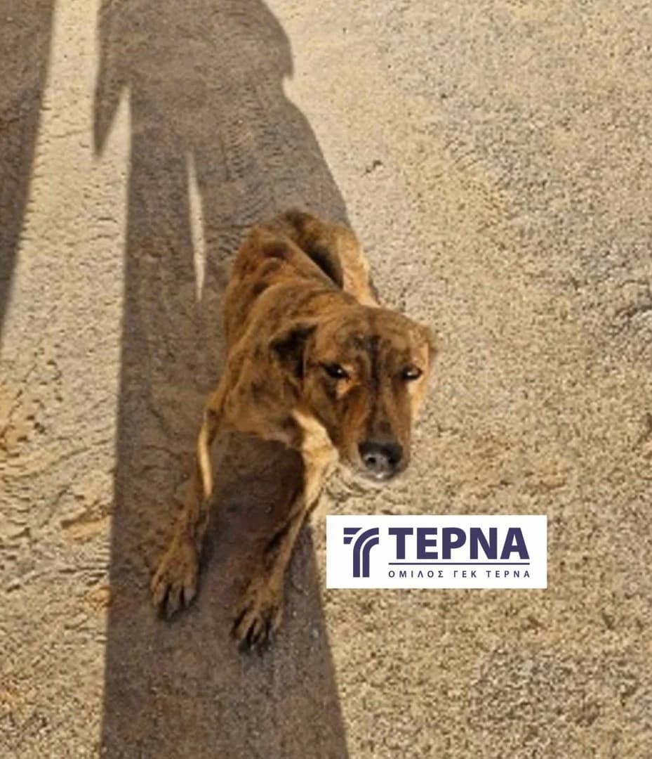 Senzi, female Mixed Breed for adoption at Save a Greek Stray, Metsovo