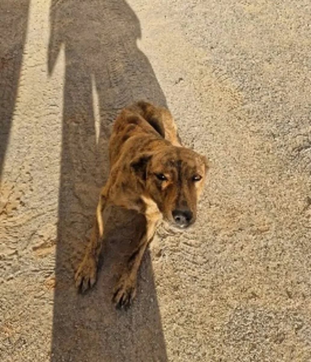 Senzi, female Mixed Breed for adoption at Save a Greek Stray, Metsovo — photo 2 of 2