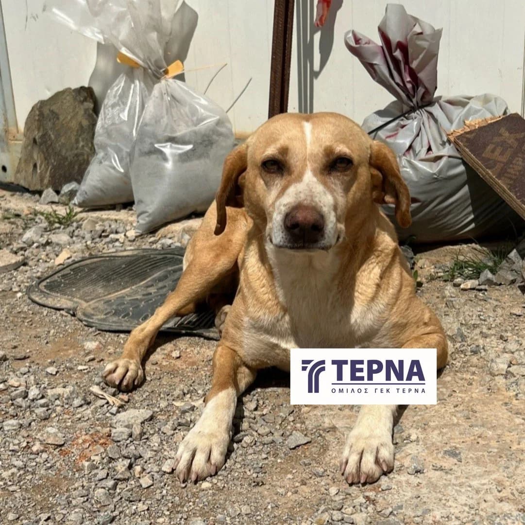 Terna, female Mixed Breed for adoption at Save a Greek Stray, Metsovo