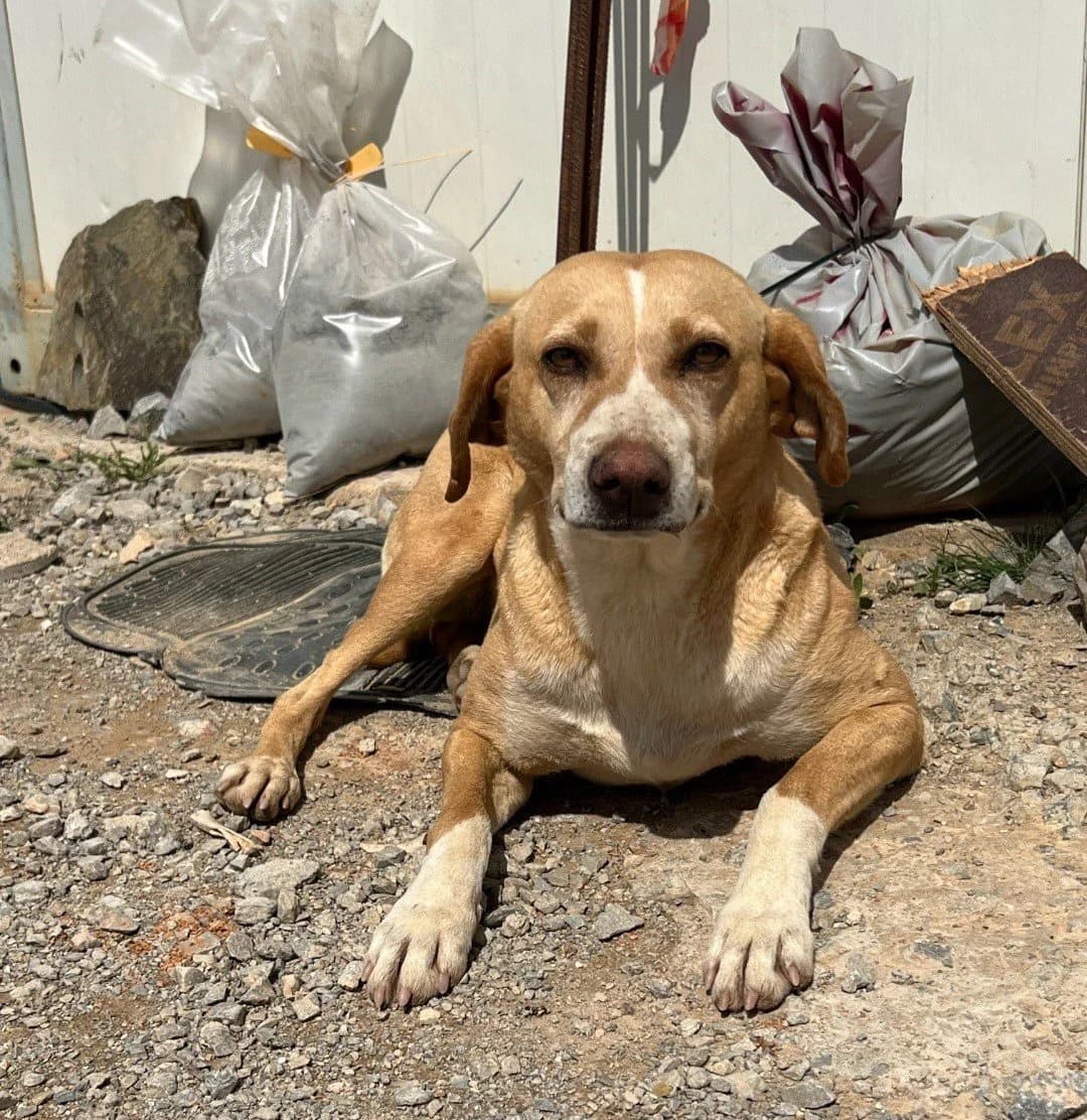 Terna, female Mixed Breed for adoption at Save a Greek Stray, Metsovo — photo 2 of 4