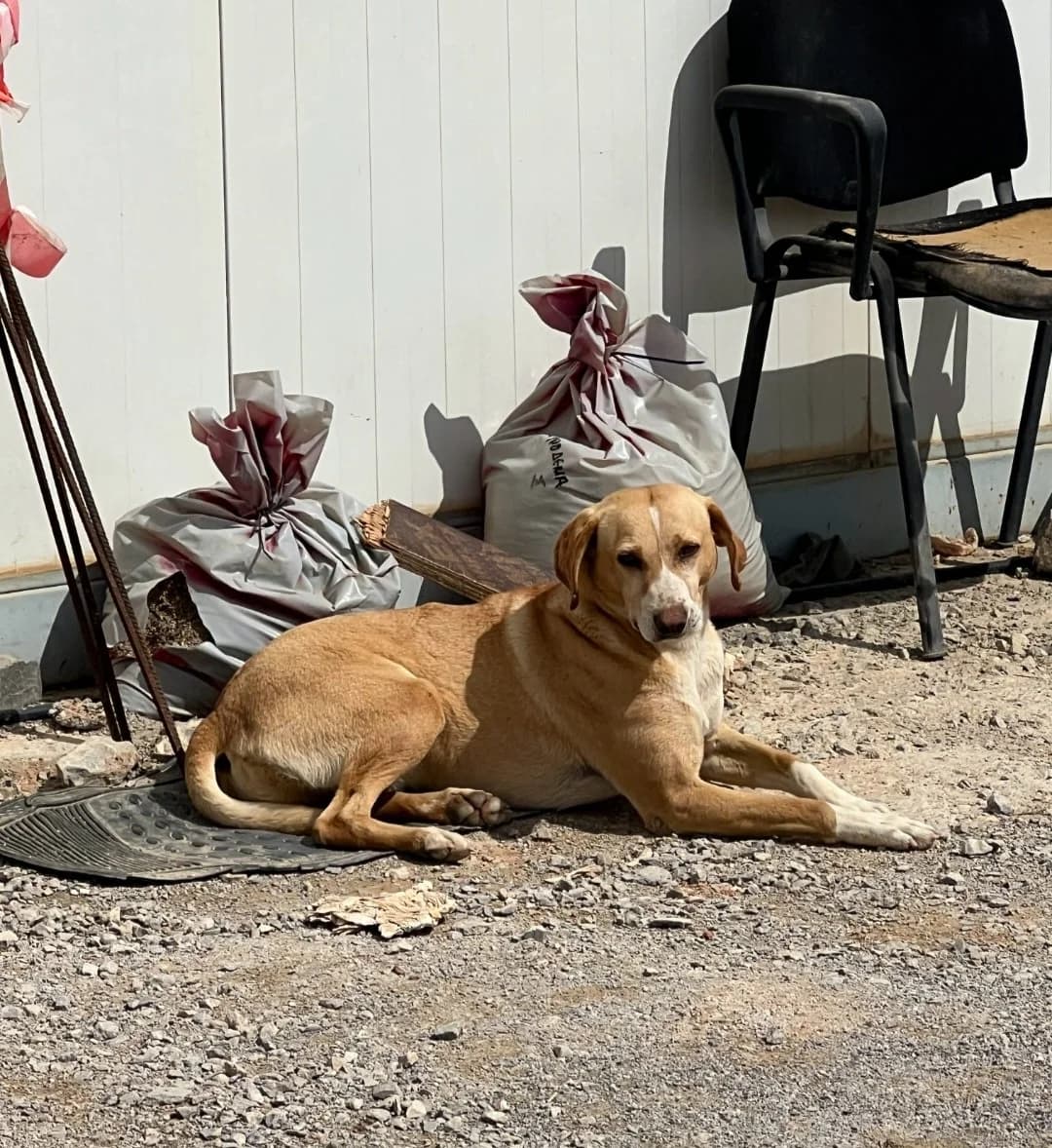 Terna, female Mixed Breed for adoption at Save a Greek Stray, Metsovo — photo 3 of 4