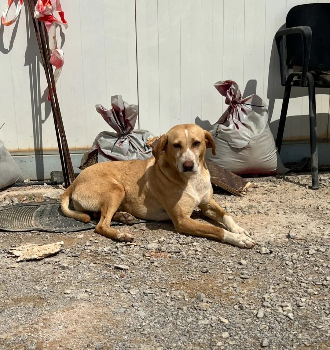 Terna, female Mixed Breed for adoption at Save a Greek Stray, Metsovo — photo 4 of 4