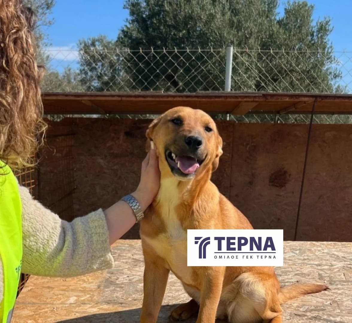 Elizabeth, Mixed Breed (Save a Greek Stray)