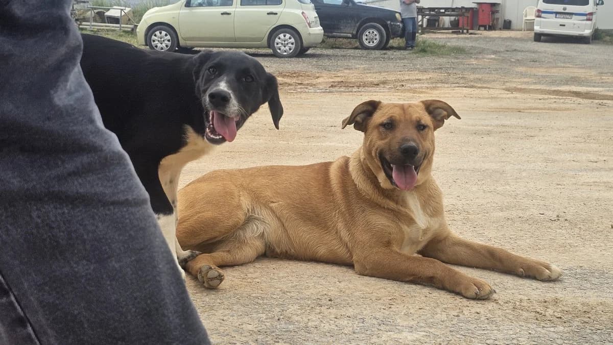 Elizabeth, female Mixed Breed for adoption at Save a Greek Stray, Metsovo — photo 2 of 16