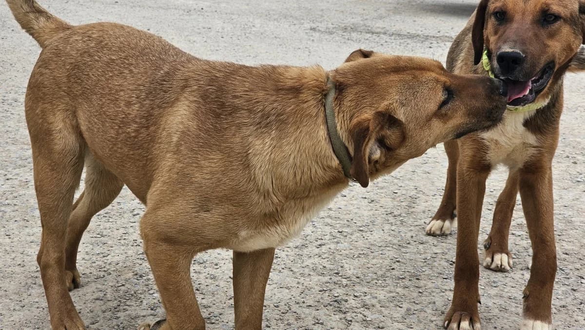 Elizabeth, female Mixed Breed for adoption at Save a Greek Stray, Metsovo — photo 3 of 16