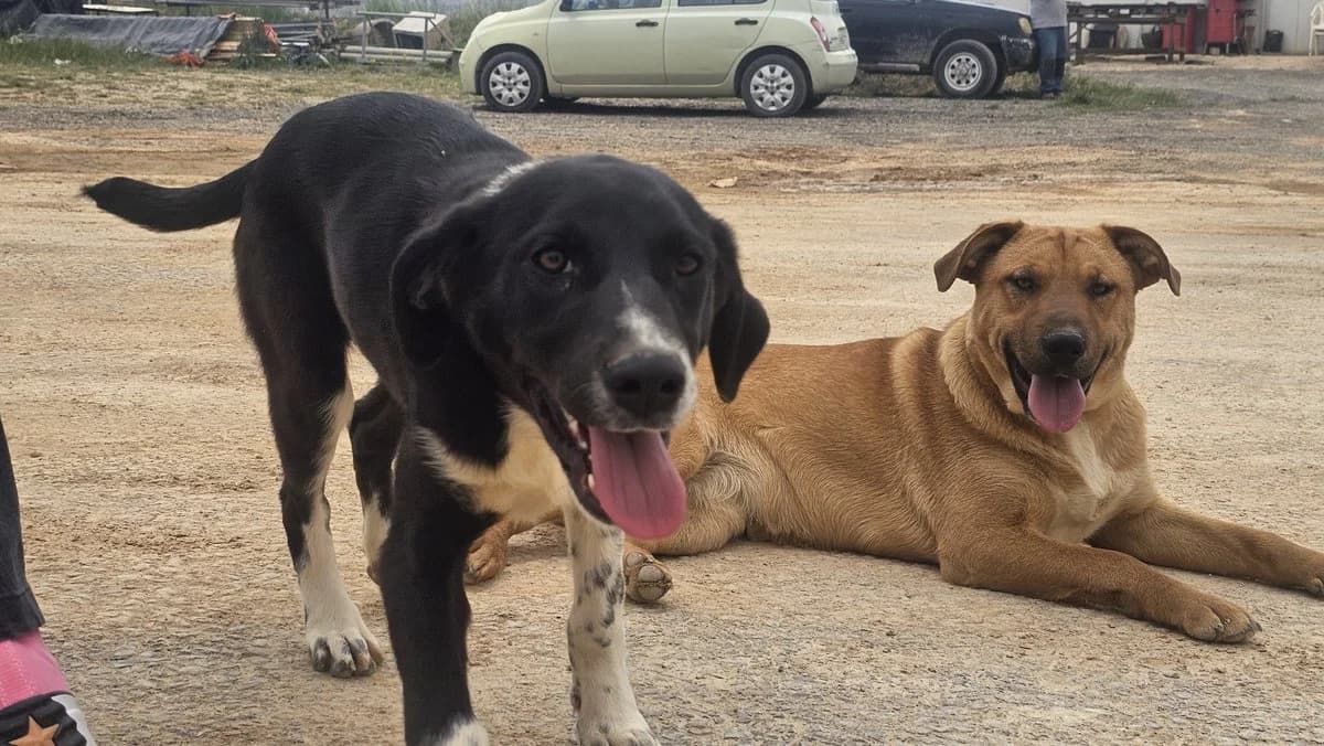 Elizabeth, female Mixed Breed for adoption at Save a Greek Stray, Metsovo — photo 4 of 16