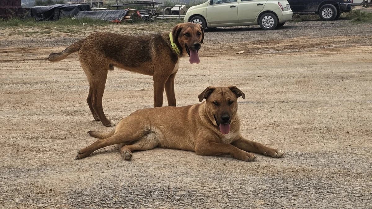 Elizabeth, female Mixed Breed for adoption at Save a Greek Stray, Metsovo — photo 5 of 16