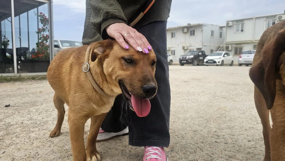 Elizabeth, female Mixed Breed for adoption at Save a Greek Stray, Metsovo — photo 6 of 16