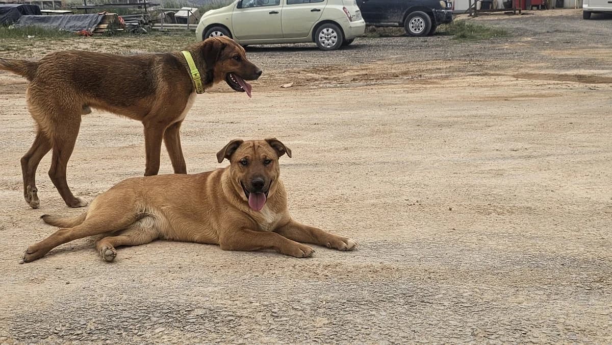 Elizabeth, female Mixed Breed for adoption at Save a Greek Stray, Metsovo — photo 7 of 16