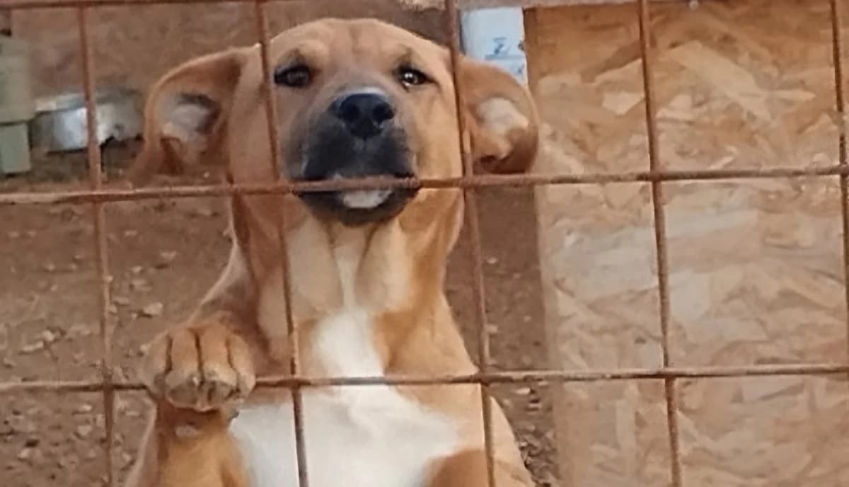 Elizabeth, female Mixed Breed for adoption at Save a Greek Stray, Metsovo — photo 8 of 16