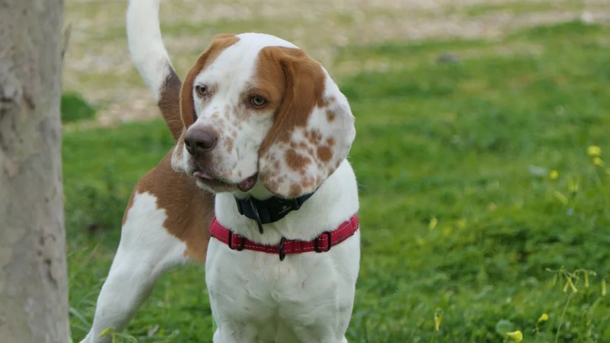 Charlie, Mixed Breed (Save a Greek Stray)