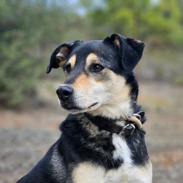 Udomi me,  young Mixed Breed for adoption at Sklonište za napuštene kućne ljubimce