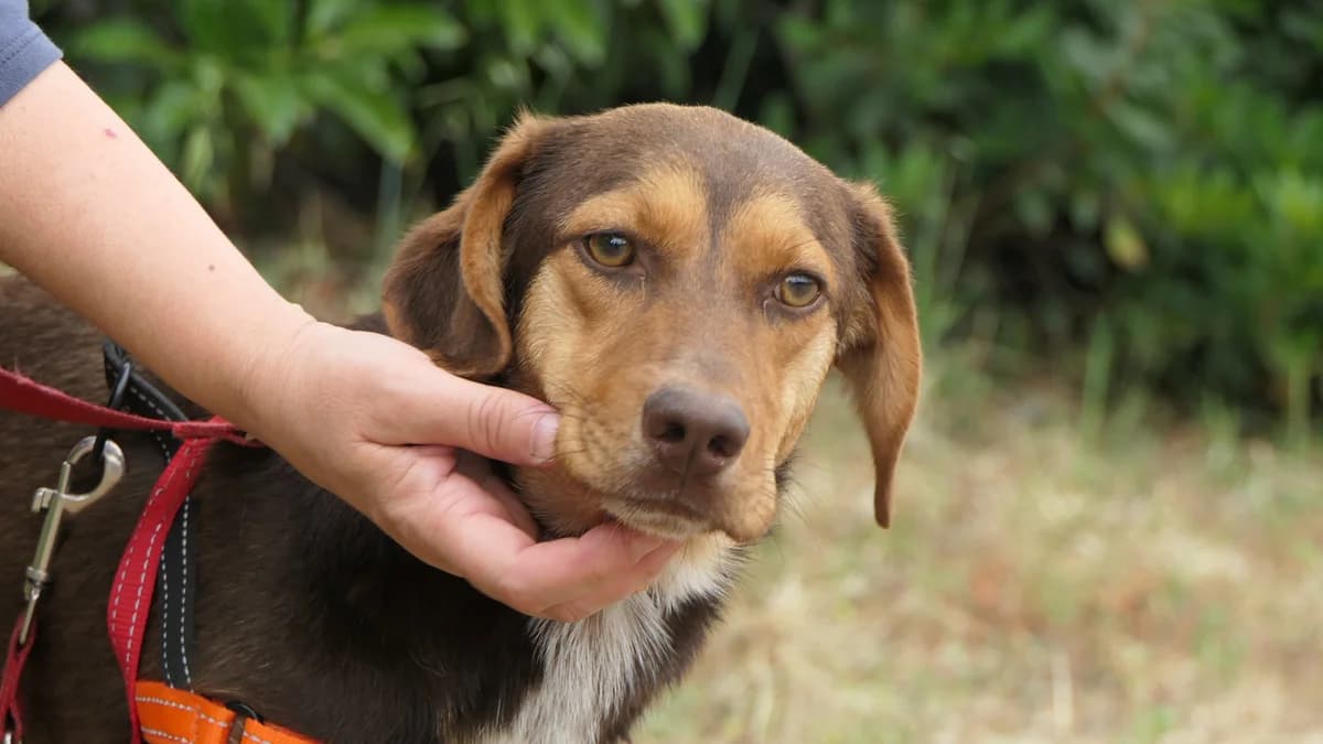 Mocca, female Mixed Breed for adoption at Save a Greek Stray, Metsovo