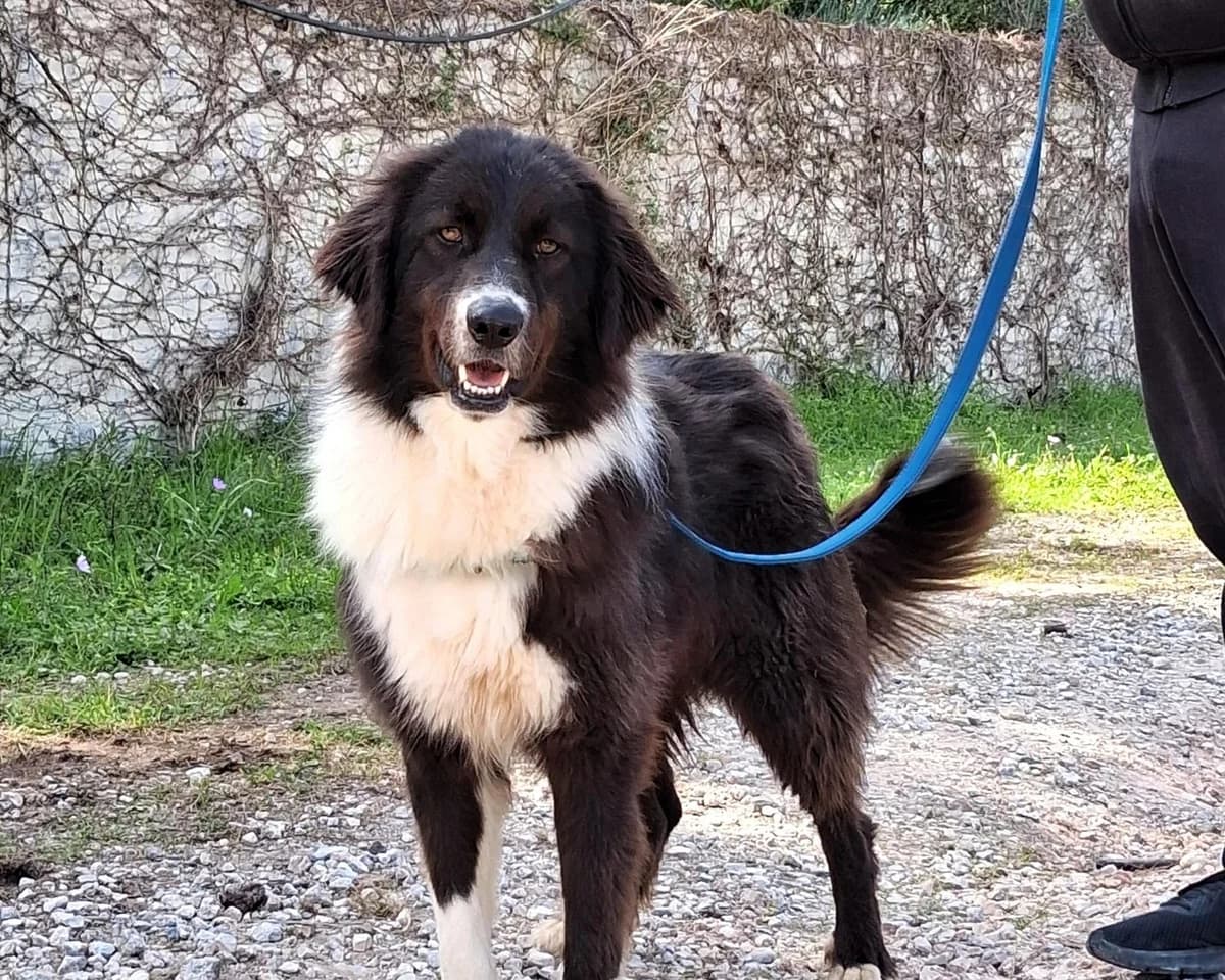 Rubini, Mixed Breed (Save a Greek Stray)