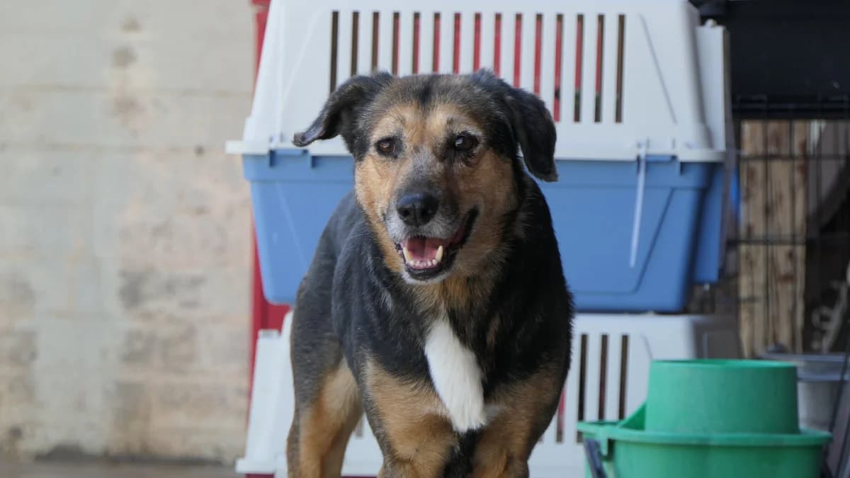 Krista, Mixed Breed (Save a Greek Stray)