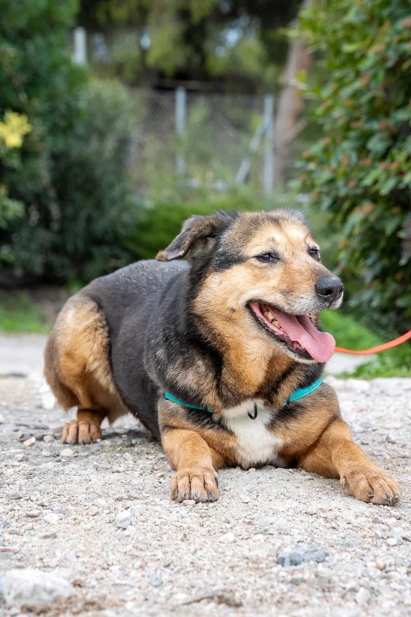 Krista, female Mixed Breed for adoption at Save a Greek Stray, Metsovo — photo 2 of 13