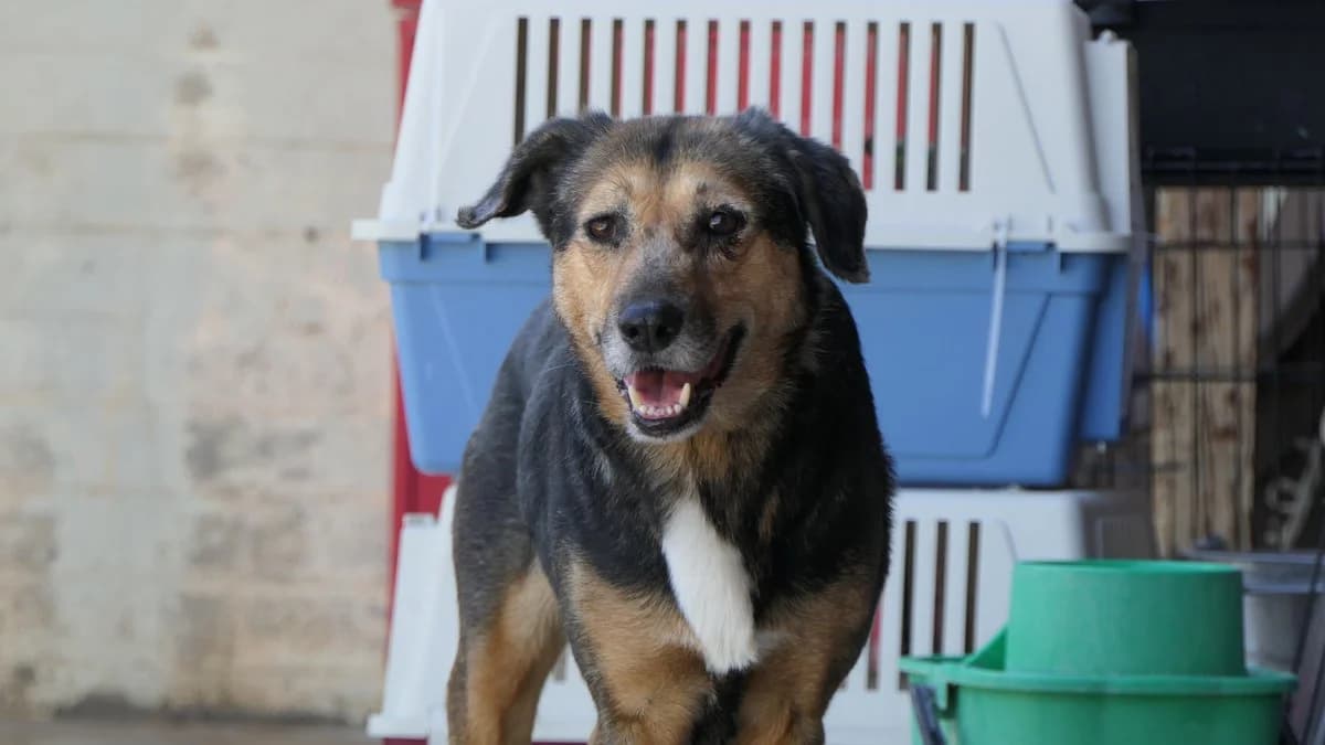 Krista, female Mixed Breed for adoption at Save a Greek Stray, Metsovo — photo 3 of 13