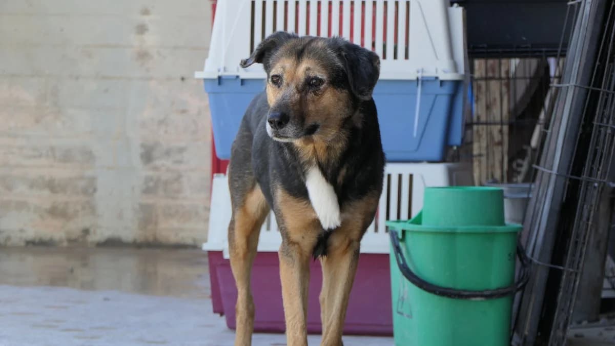 Krista, female Mixed Breed for adoption at Save a Greek Stray, Metsovo — photo 4 of 13