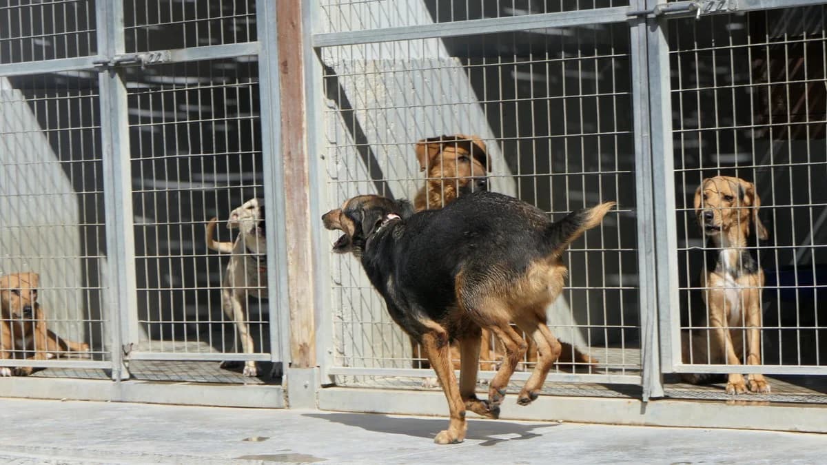Krista, female Mixed Breed for adoption at Save a Greek Stray, Metsovo — photo 5 of 13